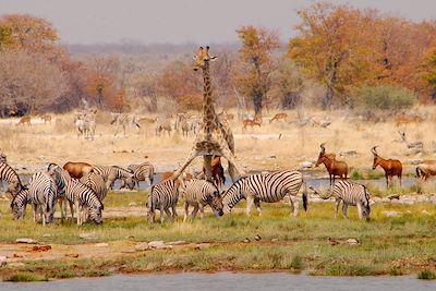 © Yann Guiguen - Etosha - Namibie Etosha - Namibie