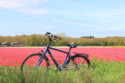 Vélo aux Pays-Bas