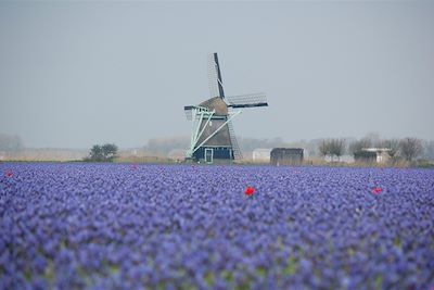 © Frank Houtstra - Les moulins de Kinderdijk - Pays-Bas Les moulins de Kinderdijk - Pays-Bas