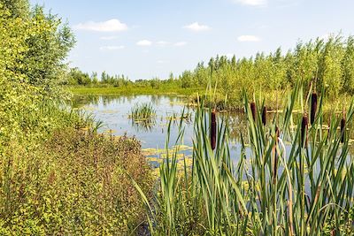 Biesbosch - Pays-Bas