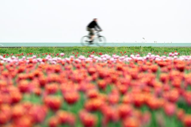 Voyage Vélo et péniche, les tulipes au fil de l’eau 