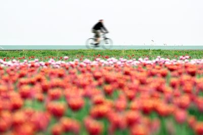 Homme à vélo - Pays-Bas / Hollande