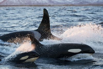 © Marten Bril - Orques - Îles Vesterålen - Norvège Orques - Îles Vesterålen - Norvège
