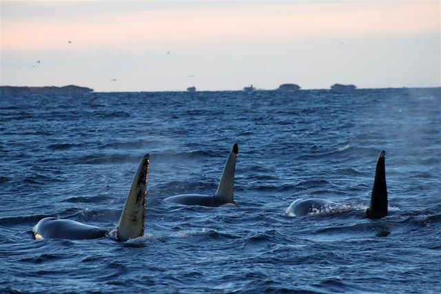 Voyage Baleines, aurores boréales à bord d'un voilier