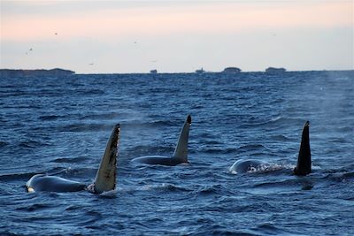 Voyage Terres Polaires Norvège