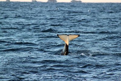Voyage Baleines, aurores boréales à bord d'un voilier 3