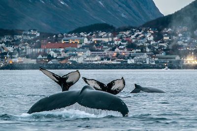 © Dmitry Kokh/stock.adobe.com - Baleines dans le Nord de la Norvège Baleines dans le Nord de la Norvège