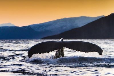 © Sunvincible / iStock - Baleine à bosse - Tromso - Norvège Baleine à bosse - Tromso - Norvège