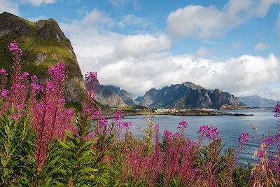 © Julieweiss10 / Foap / Visit Norway - Fleurs sauvages - Reine - Moskenes - Lofoten - Norvège Fleurs sauvages - Reine - Moskenes - Lofoten - Norvège