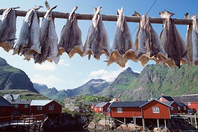 Voyage Merveilles des îles Lofoten, Senja et Vesteralen 3