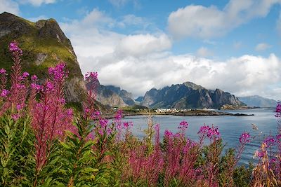 © Julieweiss10 / Foap / Visit Norway - Fleurs sauvages - Reine -  Moskenes - Lofoten - Norvège Fleurs sauvages - Reine -  Moskenes - Lofoten - Norvège