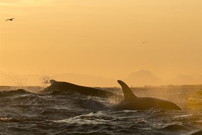Voyage Région des fjords