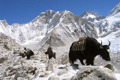 © Dorjee Sherpa - Descente des yacks dans la vallée du Khumbu - Népal Descente des yacks dans la vallée du Khumbu - Népal