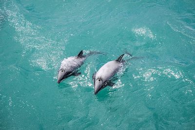 Dauphins d'Hector - Nouvelle Zélande