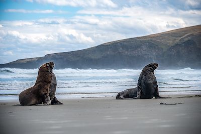 Lions de mer - Dunedin - Nouvelle Zélande