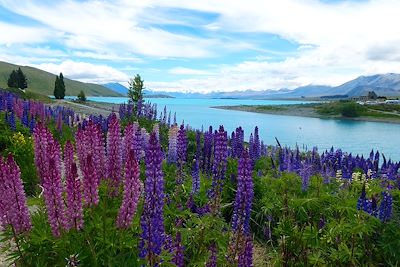 © Nicolas Astruc - Lupins près du lac Tekapo - Nouvelle Zélande Lupins près du lac Tekapo - Nouvelle Zélande