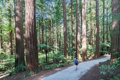 Randonnée en forêt - Rotorua - Nouvelle-Zélande