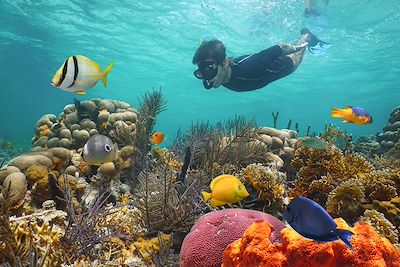 Snorkeling - Panama