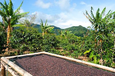 Plantation de café - Santa Fe - Panama