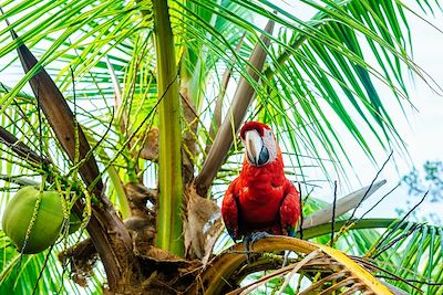 Perroquet - Bocas del Torro - Panama