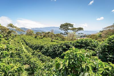 © Walter / Adobe Stock - Plantation de café - Boquete - Panama Plantation de café - Boquete - Panama