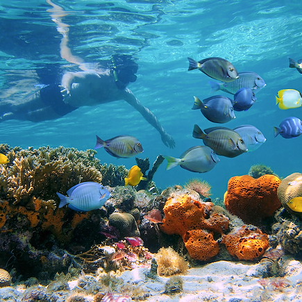 Baignade - Snorkeling Panama