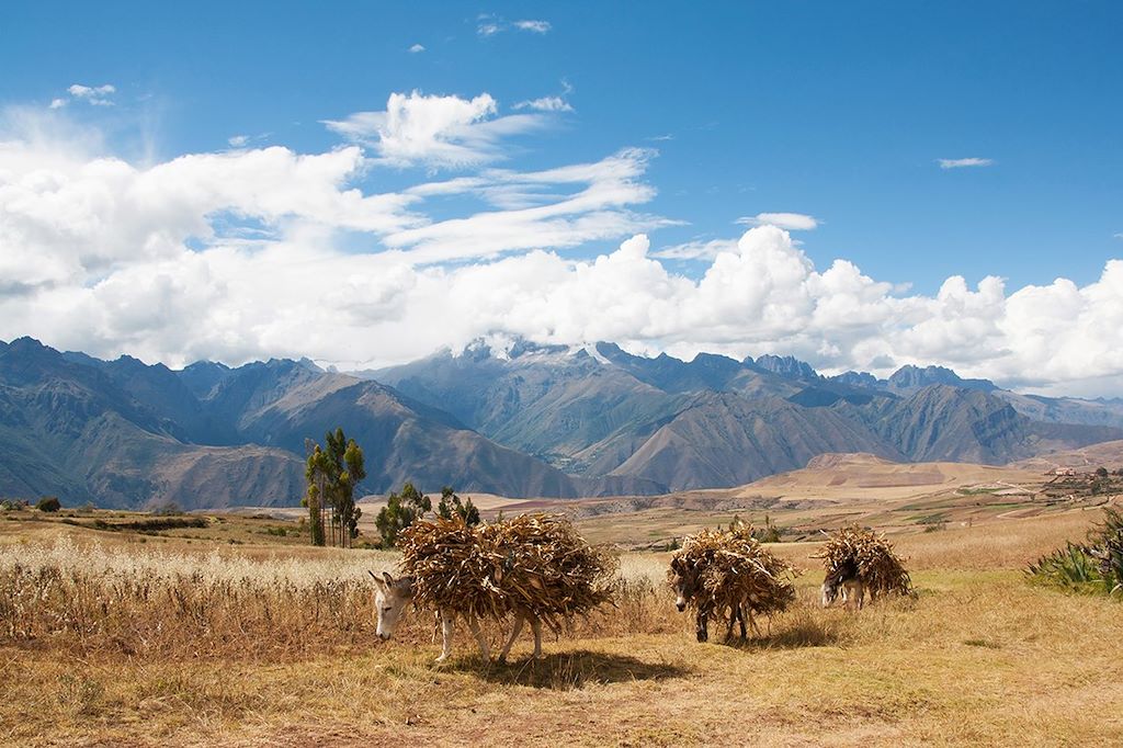 Randonnée entre Moray et Maras - Vallée sacrée des Incas - Province de Cuzco - Pérou