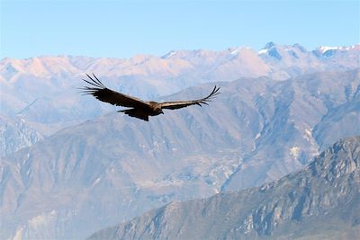 Condor - Cruz del Condor - Canyon de Colca - Arequipa - Pérou