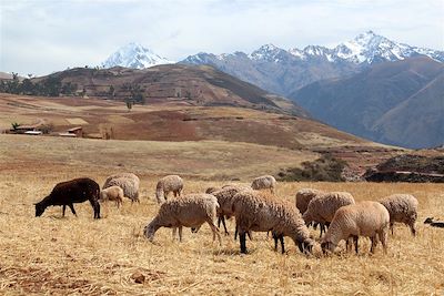 © Thomas Callens - Plateau de Maras - Cordillère Vilcabamba - Cusco - Pérou Plateau de Maras - Cordillère Vilcabamba - Cusco - Pérou