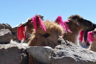 Lamas - Chivay - Province d'Arequipa - Pérou