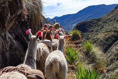 Randonnée Arequipa et Canyon de Colca