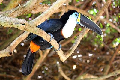 © Thomas Callens - Amazonie - Puerto Maldonado - Pérou Amazonie - Puerto Maldonado - Pérou