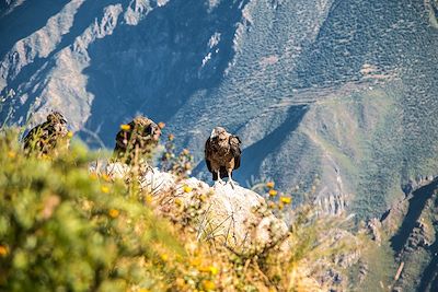 © Pauline Cornil - Canyon de Colca - Pérou Canyon de Colca - Pérou