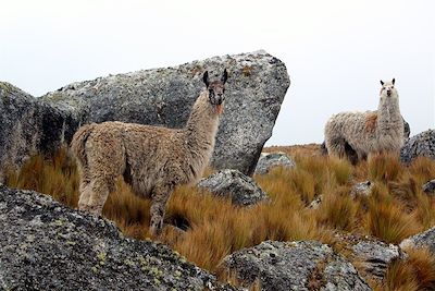 Lama - Trek de Lares - Pérou