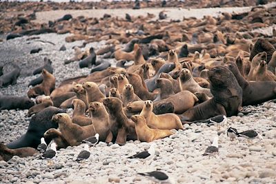 Islas Ballestas - Pérou