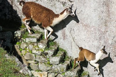 Voyages en famille Pérou