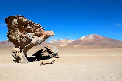 Arbre de pierre - Désert de Siloli - Sud Lipez - Bolivie
