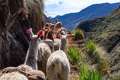 Lamas - Andes - Pérou