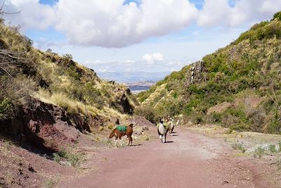 © Mathilde Salmon - Lamas - Huchuy Qosqo - Pérou Lamas - Huchuy Qosqo - Pérou