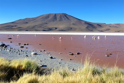 © Thomas Callens - Laguna Colorada - Sud Lipez - Bolivie Laguna Colorada - Sud Lipez - Bolivie