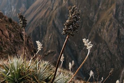 Canyon de Colca - Pérou