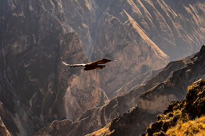 Superbe condor des Andes survolant le canyon de Colca - Pérou