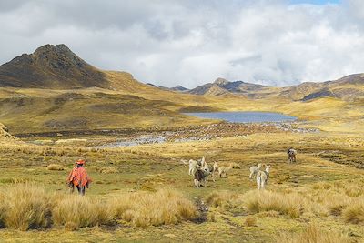 Randonnée avec les lamas entre Lares et Challwacocha 