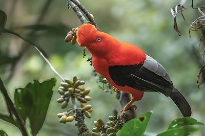 Coq de roche des Andes - Colombie