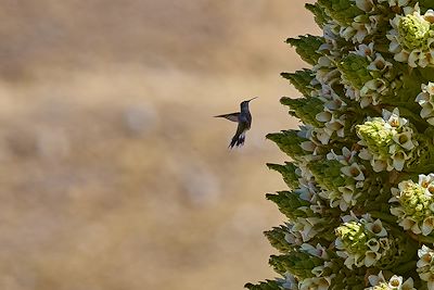 Voyage Arequipa et Canyon de Colca