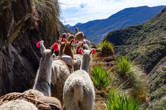 Lamas - Andes - Pérou