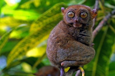 © OT Philippines - Tarsier - Philippines Tarsier - Philippines