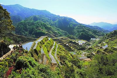 Rizières de Banaue - Province d'Ifugao - Région administrative de la Cordillère - Luçon - Philippines
