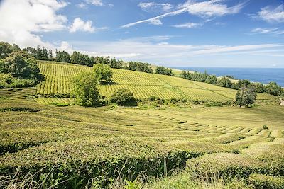Plantation de thé - Sao Miguel - Açores - Portugal 