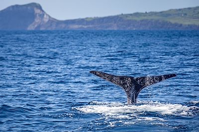 © fnendzig / Adobe Stock - Baleine - Açores - Portugal Baleine - Açores - Portugal